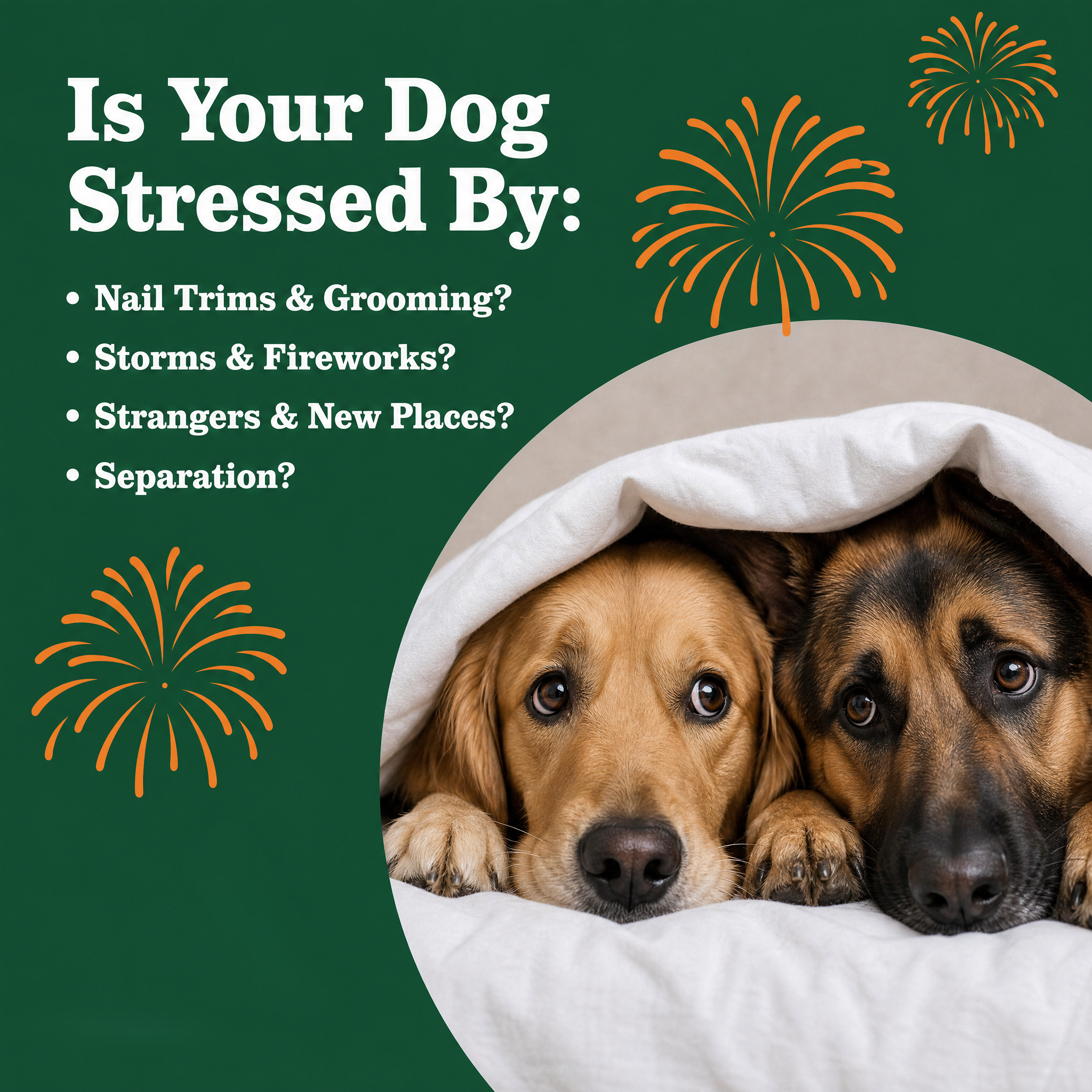 Calming Chews for Dogs