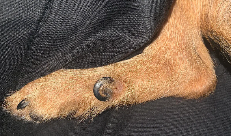 Overgrown dewclaw on a dog's front leg