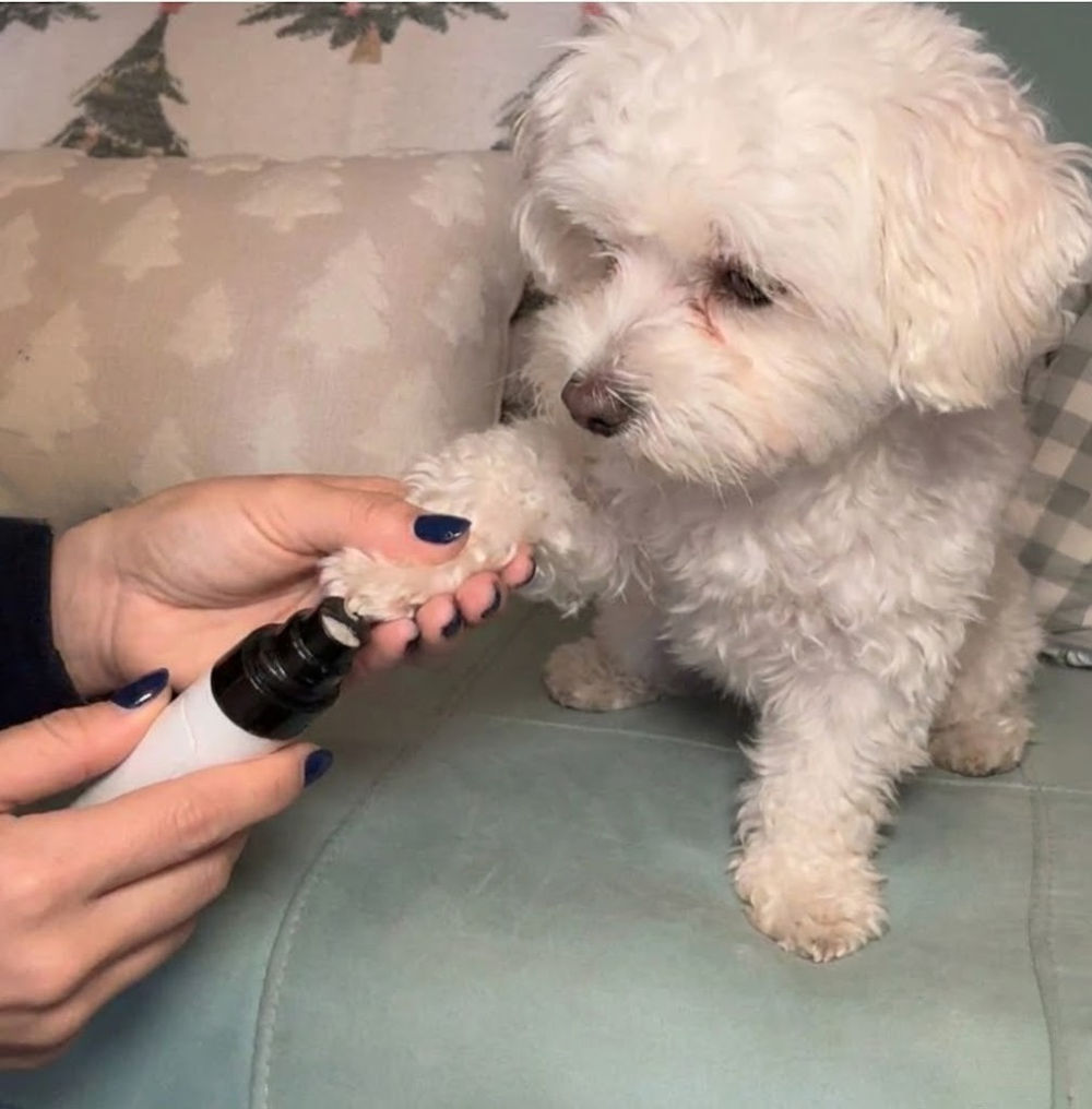 Rachel Collins, Certified Groomer, endorses the Quiet Groom Pro